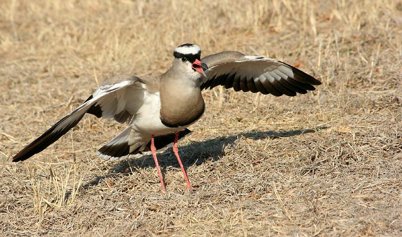 frieda 096.jpg - Pas op! moenie nader kom nie!